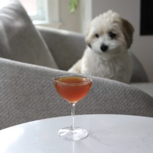 Cocktail and Dog Coton de Tulear